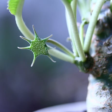 ドルステニア クリスパ    Dorstenia crispa  no.71933
