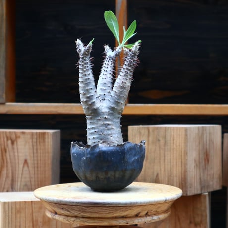 パキポディウム  マカイエンセ／Pachypodium Makayense       no.61943
