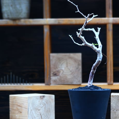 コミフォラ モンストローサ   Commiphora monstrosa   no.82228