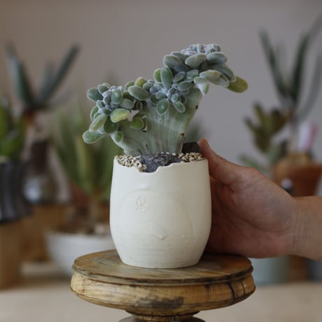 ECHEVERIA PULVINATA FROSTY × N/OH (3号)  no.1214/44