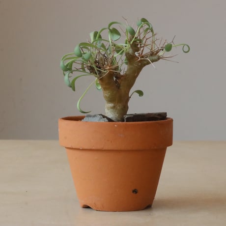 Othonna euphorbioides × YAMABACHI (3号鉢)  no.426-6