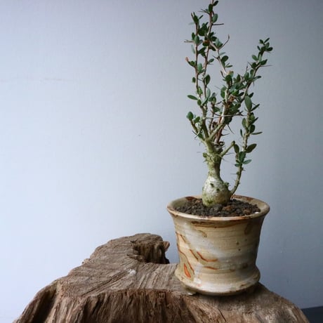 フォークイエリア  コルムナリス  観峰玉 Fouquieria columnari   No.016