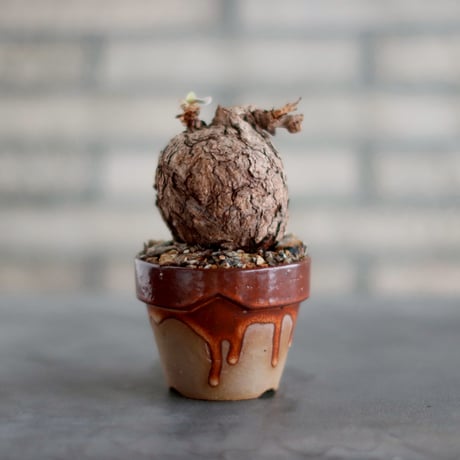 CATEGORY 2025/10/11 20:00~ | 芽の巣山