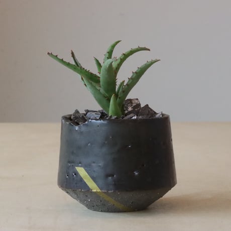 aloe | STORES