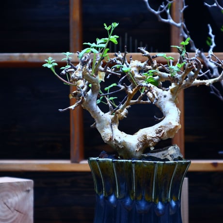 コミフォラ   ストックシアナ／Commiphora stocksiana  no.53043