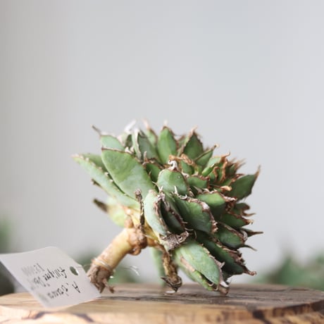 Agave titanota filigree Devil / Style of Chika　no.42193