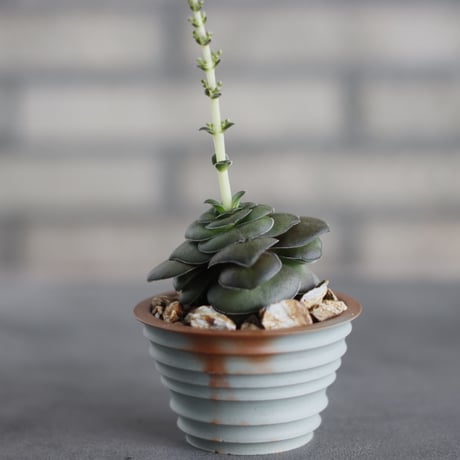 Crassula hemisphaerica 'Little Karoo' (巴) × TAKERO NO TORUKO (2.5号)  no.419/86