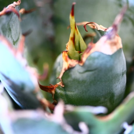 【9/9入荷未発根未活着ベアルート植込み】Agave titanota White Whale  no.91775