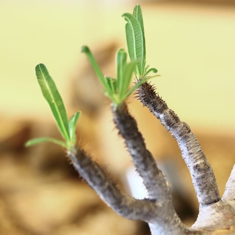 パキポディウム  グラキリス / Pachypodium  gracilius   no.52103