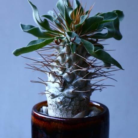 パキポディウム   ナマクアナム  光堂  Pachypodium namaquanum  no.121508