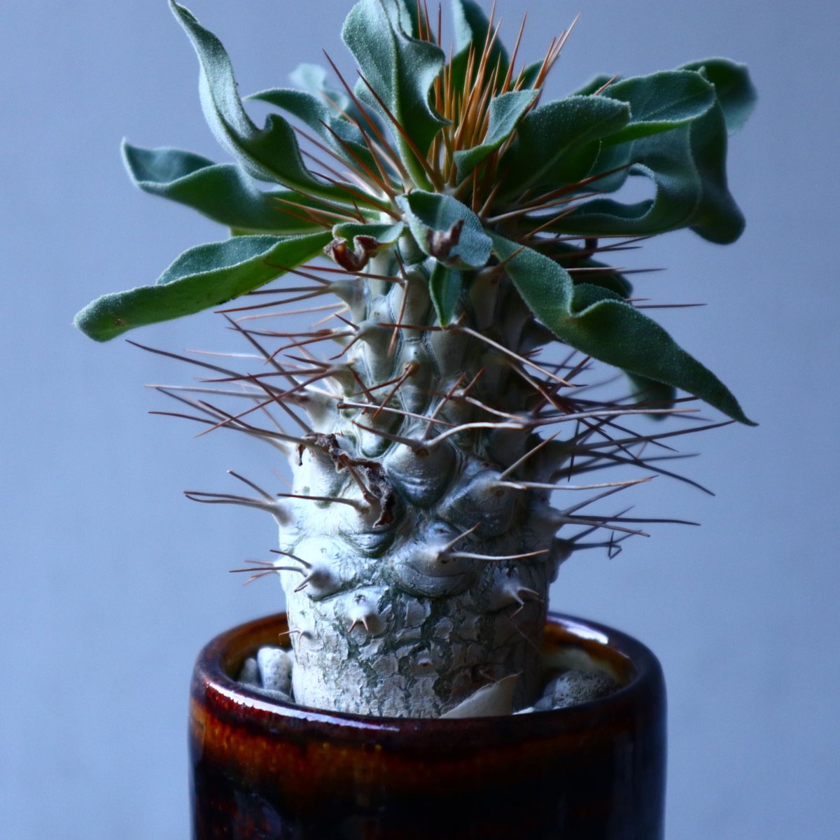 パキポディウム ナマクアナム 光堂 Pachypodium namaquanum n