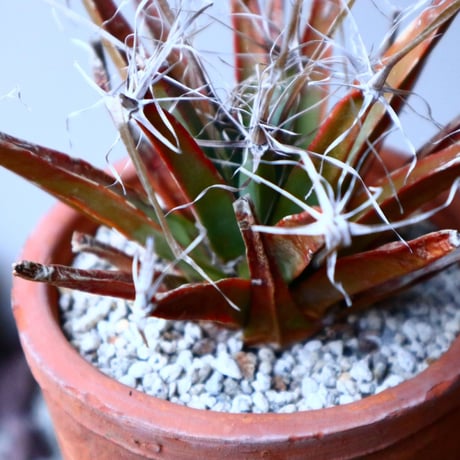 レウクテンベルギア  晃山    Leuchtenbergia principis  no.20347