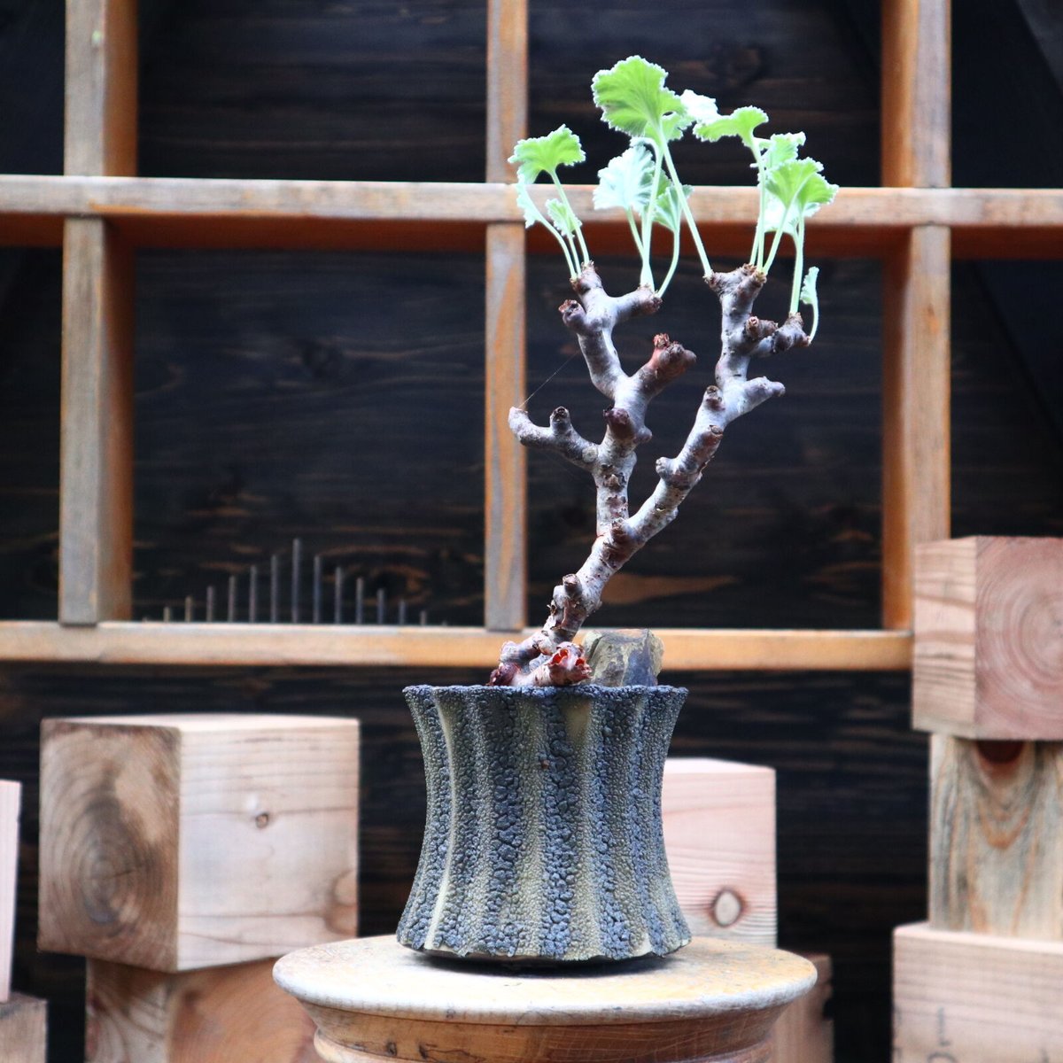 ペラルゴニム ミラビレ／Pelargonium mirabile no.82102 | 芽の巣山