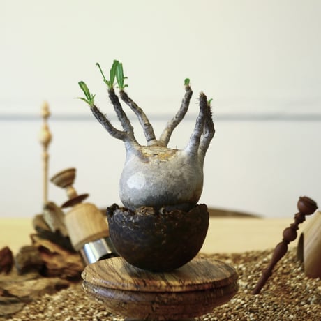 パキポディウム  グラキリス / Pachypodium  gracilius   no.52103