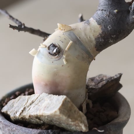 Commiphora kataf  × Naoto Hirata / humanity pot (3号鉢)   no.420-43