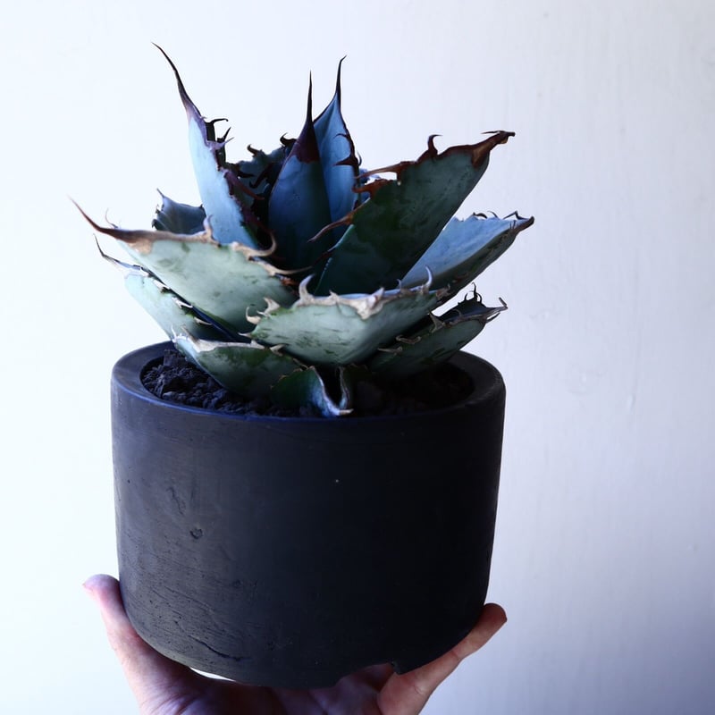 アガベ ホワイトアイスブルー Agave titanota white ice b アガベ ホワイトアイスブルー Agave titanota white ice b