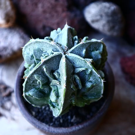 アストロフィツム　複隆盤石　 Astrophytum sp.   no.32217