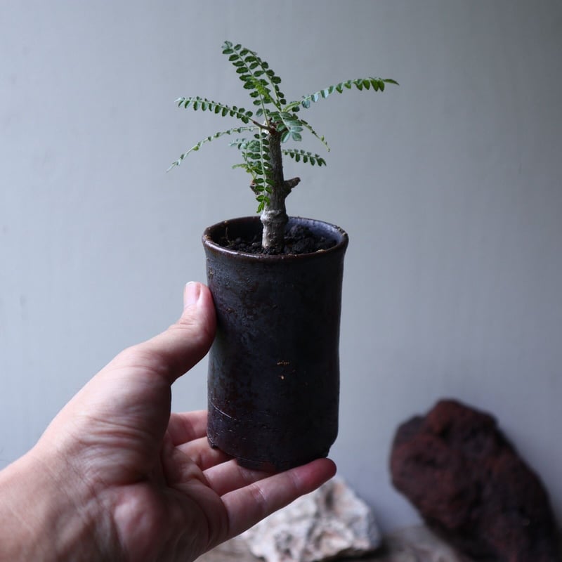 ボスウェリア ネグレクタ 実生 Boswellia neglecta no.90115