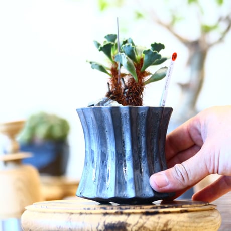 Adromischus poellnitzianus × soso  no.91710