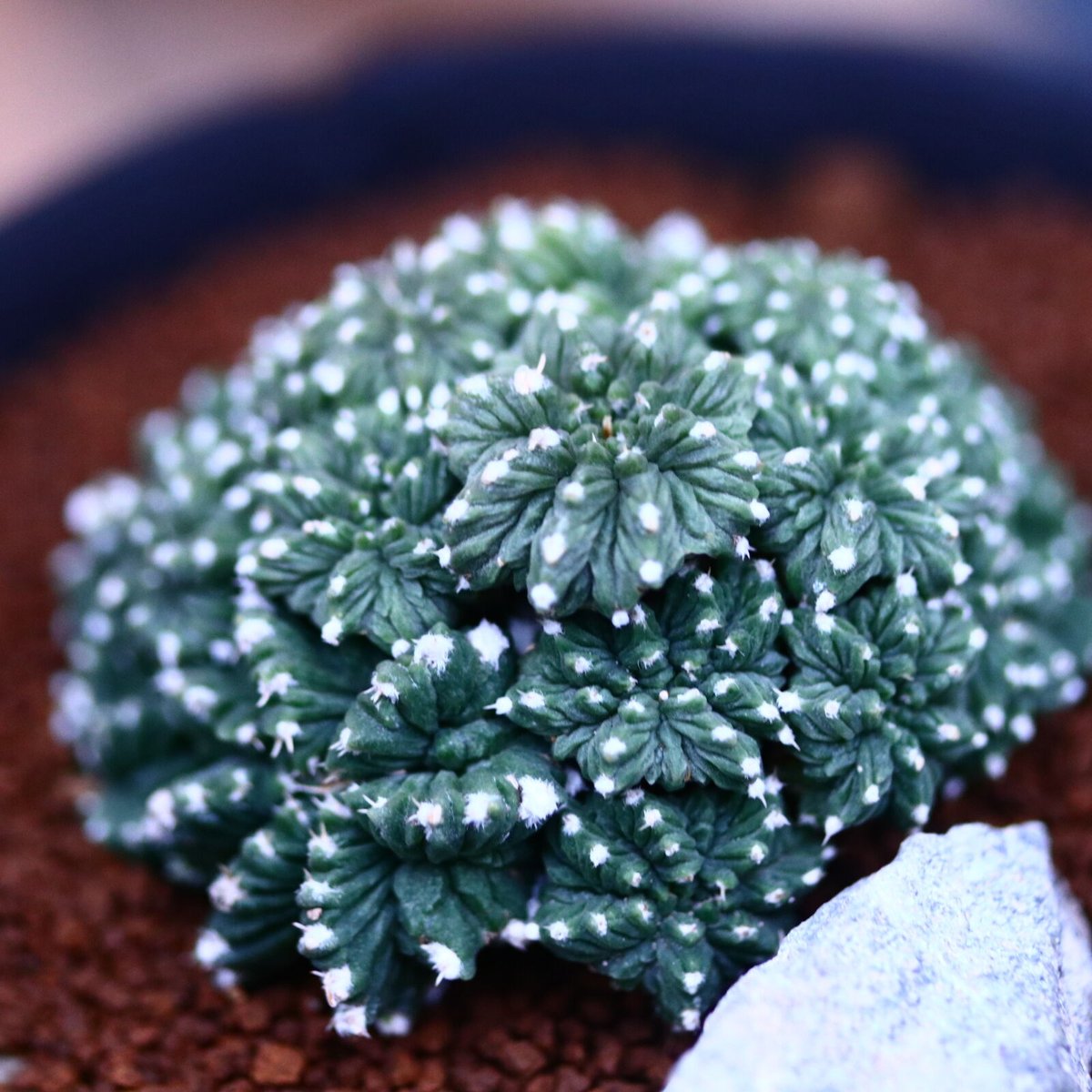 アズテキウム リッテリ 花籠(台ツキ)／Aztekium ritteri no.2132