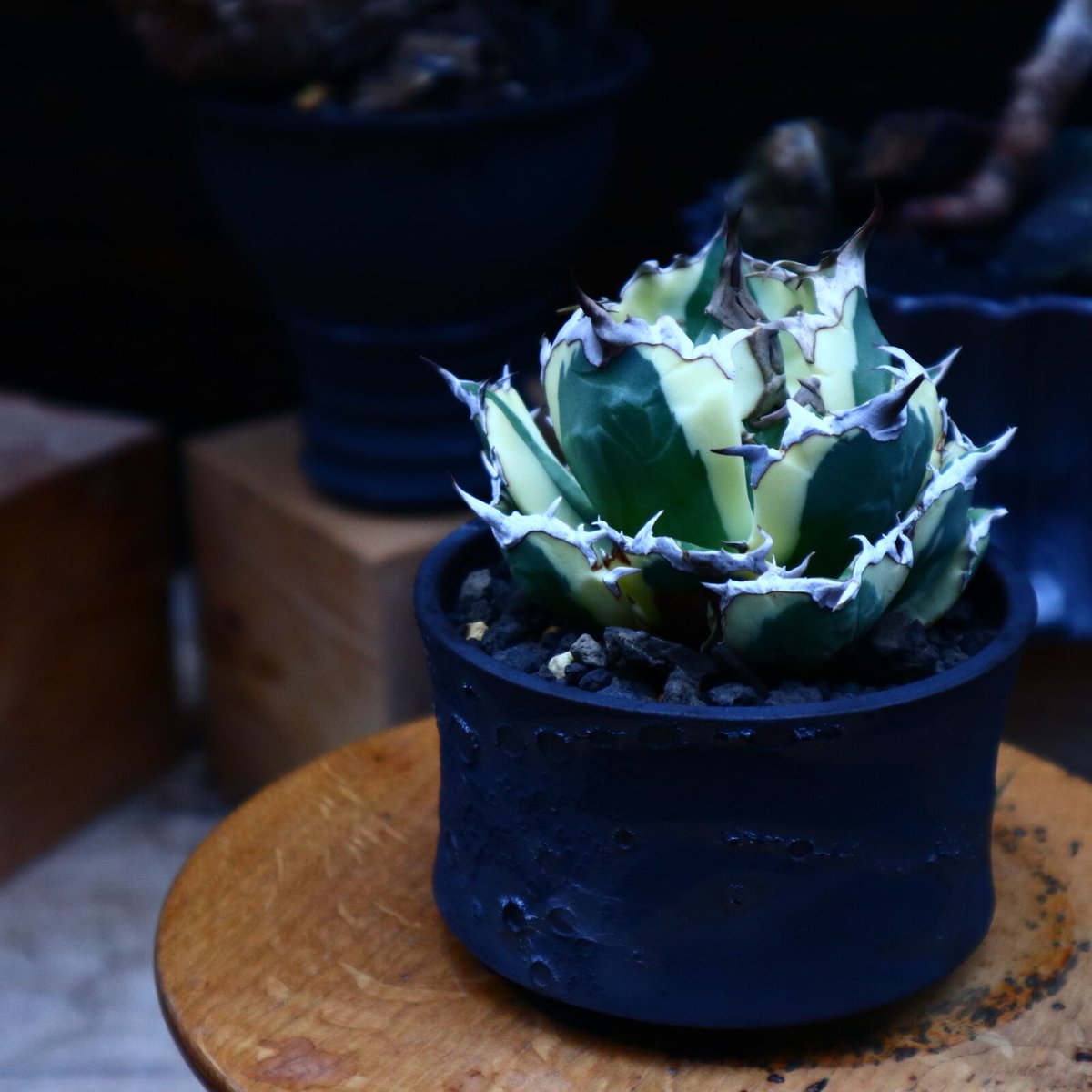 アガベ チタノタ Saber tooth tiger スナグルトゥース 中斑