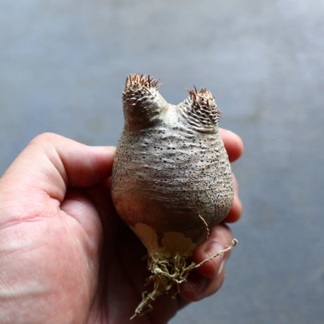 パキポディウム グラキリス 抜苗  Pachypodium rosulatum var. gracilius no.92902