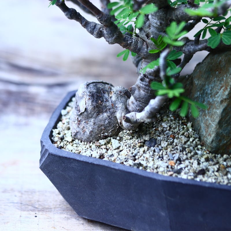 センナ メリディオナリス Senna meridionalis no.92707 | 芽の巣山