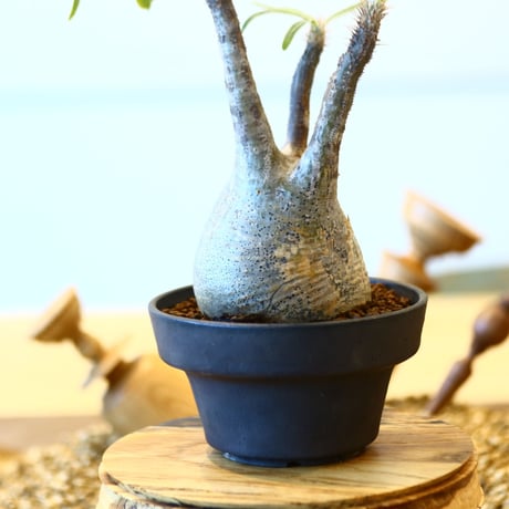 パキポディウム  グラキリス / Pachypodium  gracilius   no.82031