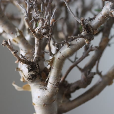 Commiphora wightii × N/OH   no.51241