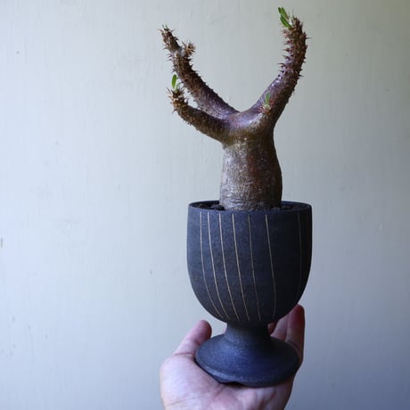 パキポディウム  マカイエンセ    Pachypodium Makayense  no60226