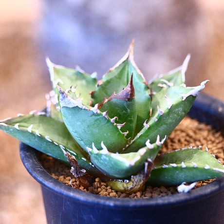 Agave titanota"FO-076" 　no.32452