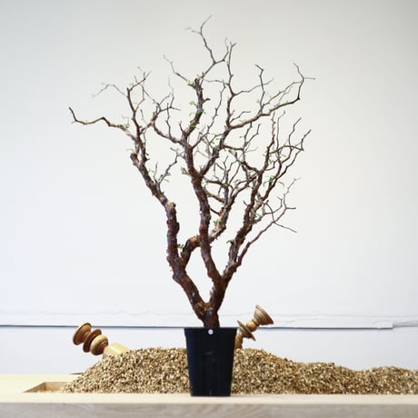 コミフォラ モンストローサ / Commiphora monstrosa   no.42312
