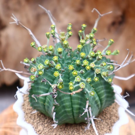 ユーフォルビア バリダ / Euphorbia valida   no.31223