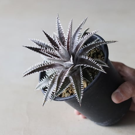 Dyckia 'Bakers Domain' x 'Super Arizona' Shidoku_Plants Hybrid / (3.5号鉢)  no.913/62