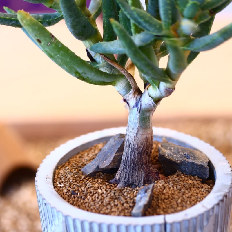 N/OH × Aloe ramosissima no.61852 | 芽の巣山