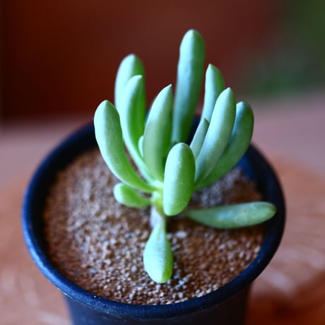 オトンナ  クラビフォリア    Othonna clavifolia    no.111528①