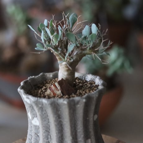Othonna euphorbioides × soso   no.1115-34