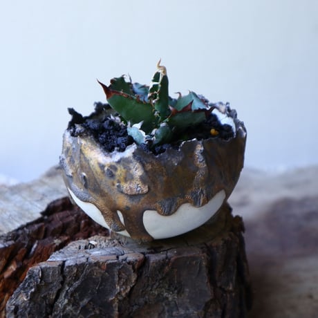 アガベ チタノタ　ブラック＆ブルー  Agave titanota black&buleno.51913