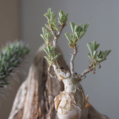 Cyphostemma betiforme × Masato Akutsu / humanity pot   no.63051