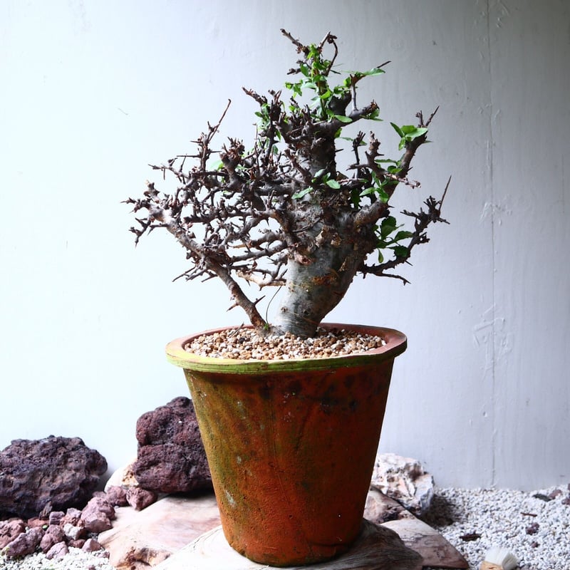 bon25 コミフォラ 品種不明 陶器鉢 作家鉢 bon25 コミフォラ