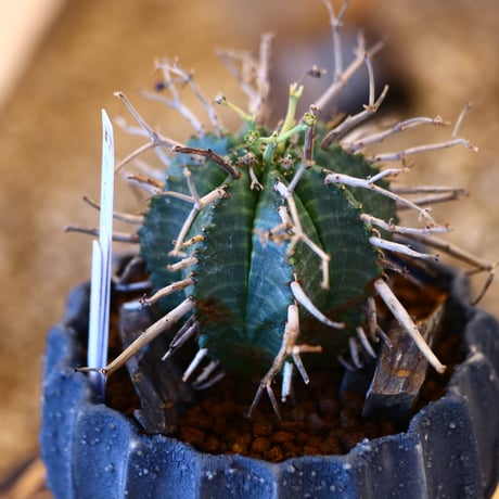 Euphorbia valida × soso   no.111233