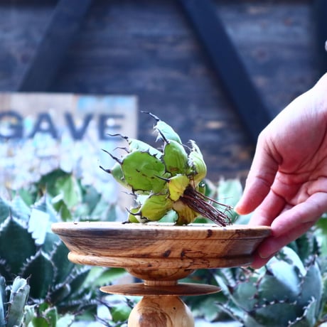 アガベ ホリダ    Agave horrida     no.103-48