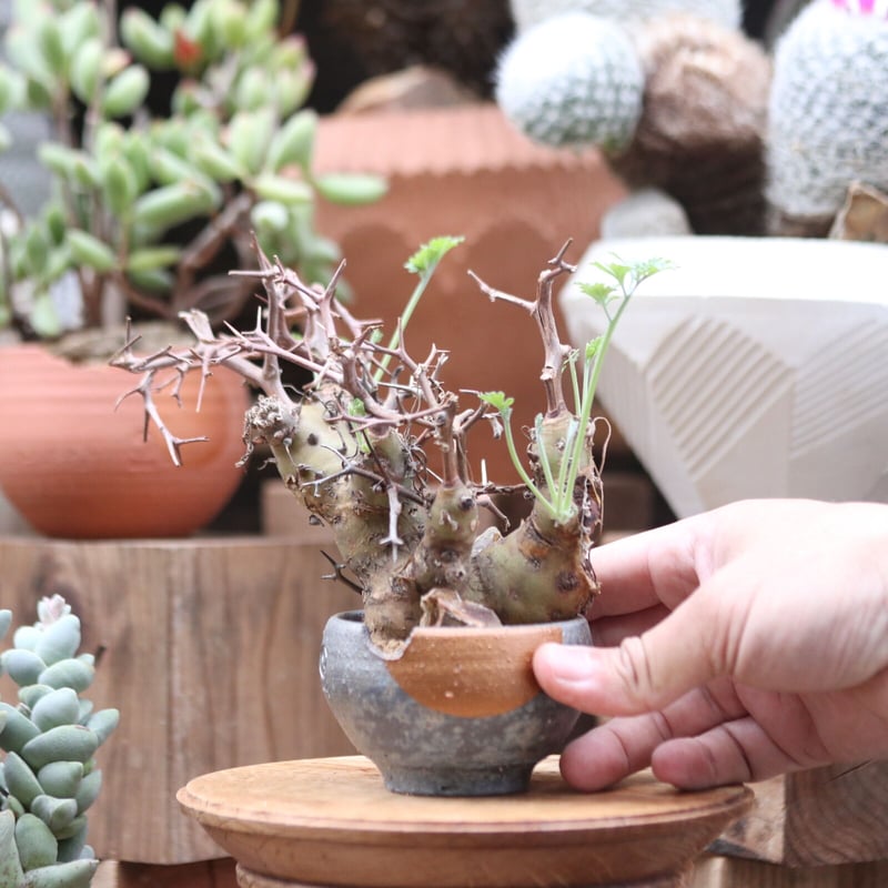 ペラルゴニウム クリズミフォリウム 特大サイズ ベアルート ペラルゴニウム クリズミフォリウム／Pelargonium crithmifolium