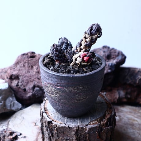 ハオルチア  鷹の爪    Haworthia reinwardtii    no.22318