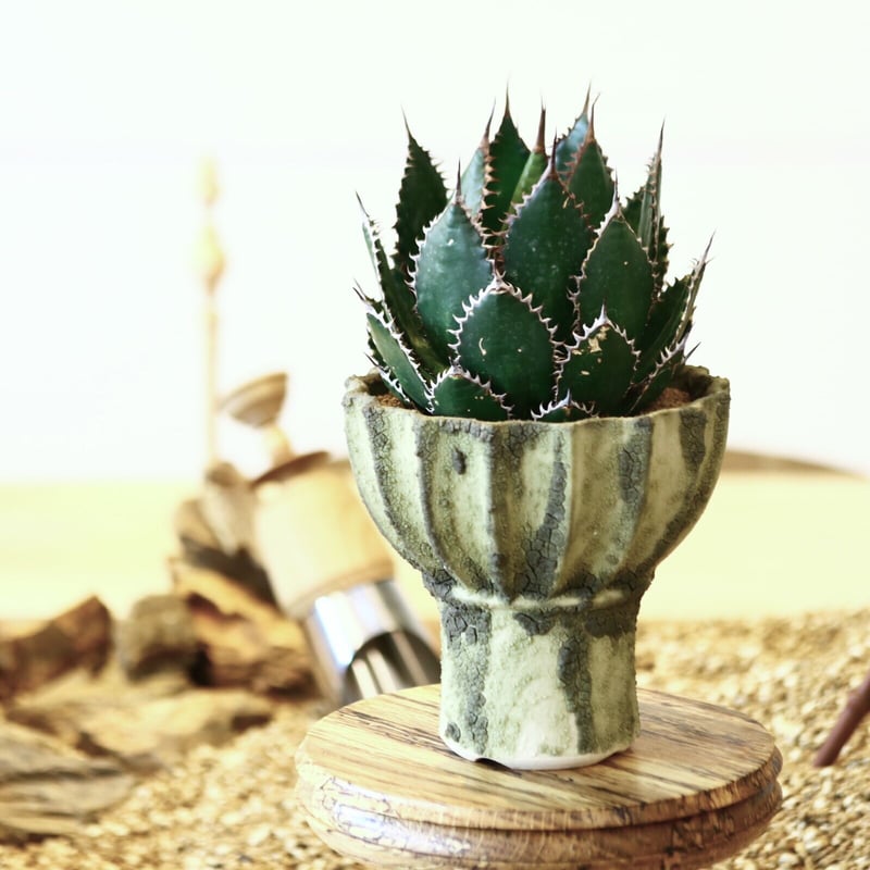 アガベ ホリダ / Agave horrida no. 52129 | 芽の巣山