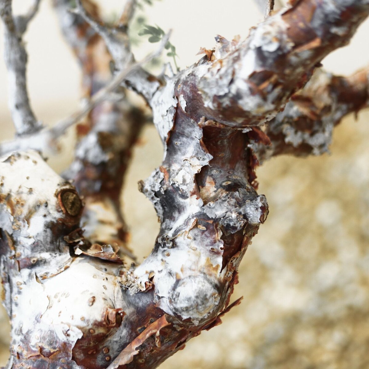 コミフォラ モンストローサ / Commiphora monstrosa no.41620 コミフォラ モンストローサ / Commiphora monstrosa no.41620