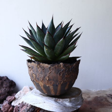 アガベ ブルーグロウ   Agave 'Blue Glow'    no.60244