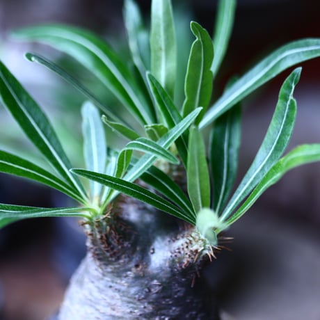 パキポディウム グラキリス   Pachypodium rosulatum var. gracilius no.71908