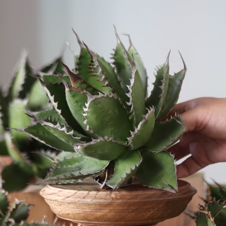 U.S. horrida (Agave horrida) / Style of Chika　no.1130-8