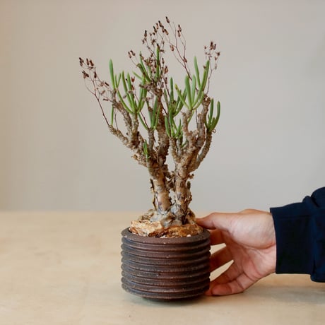 Tylecodon reticulate var. phyllopodium × PEMONE (3.5号)  no.125/14